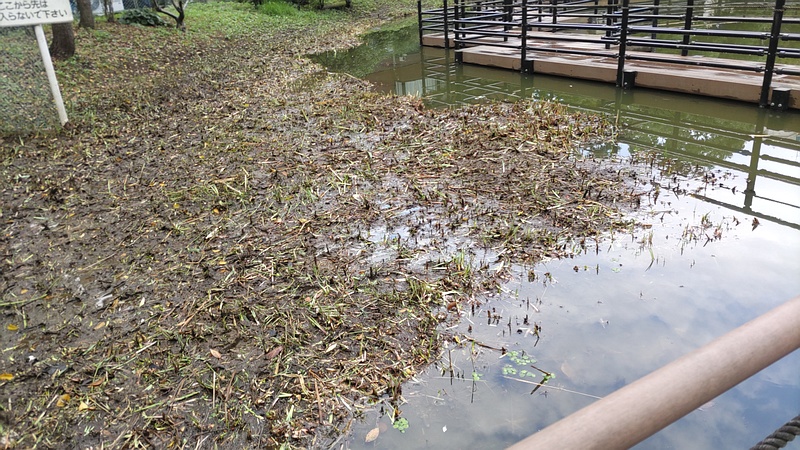除草 東京都大田区平和の森公園