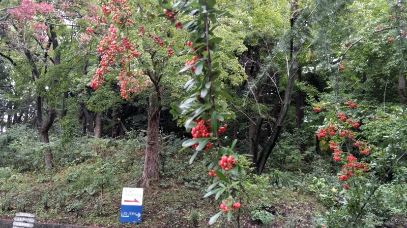 蓮池前のピラカンサ 東京都大田区平和の森公園