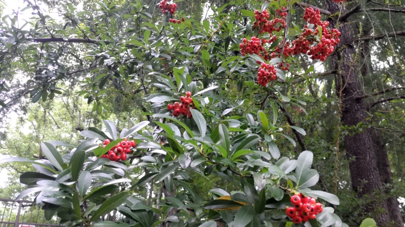 蓮池前のピラカンサ 東京都大田区平和の森公園
