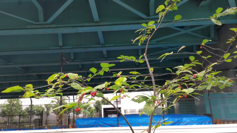 ウメモドキ 東京都大田区平和島公園