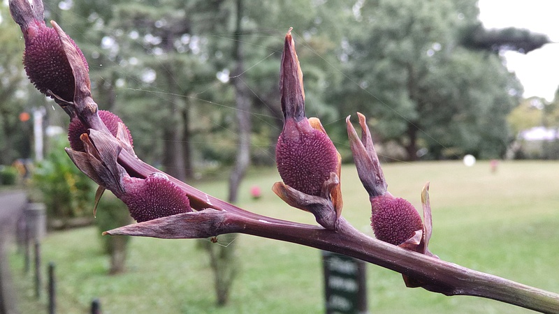 カンナの果実 東京都大田区平和島公園