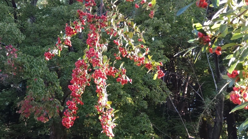 蓮池前のピラカンサ 東京都大田区平和の森公園