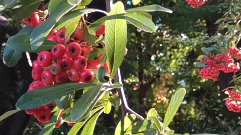 蓮池前のピラカンサ 東京都大田区平和の森公園