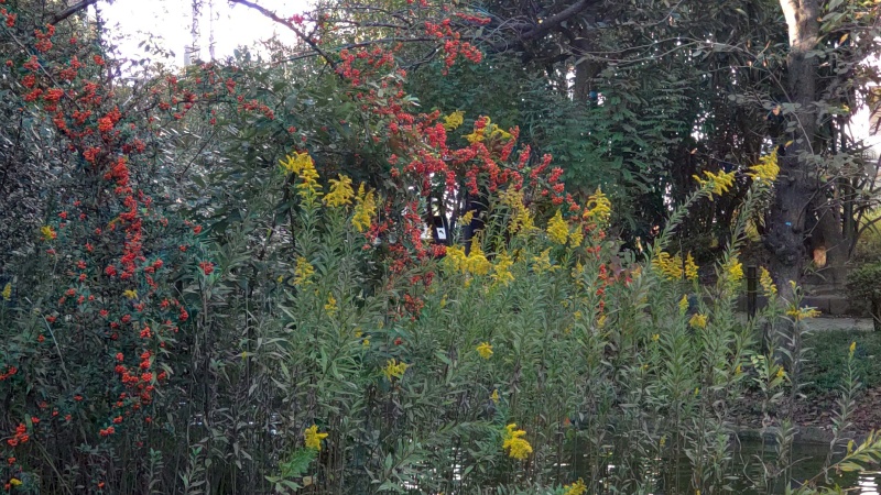 ピラカンサ 東京都大田区平和の森公園