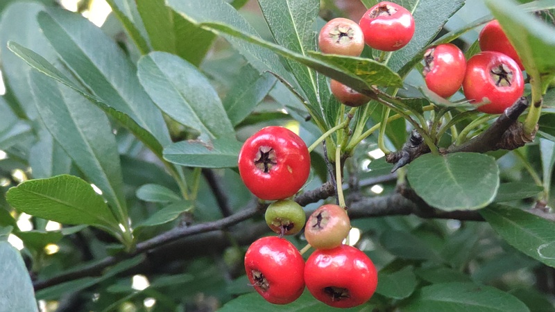 生垣展示のタチバナモドキ 東京都大田区平和の森公園