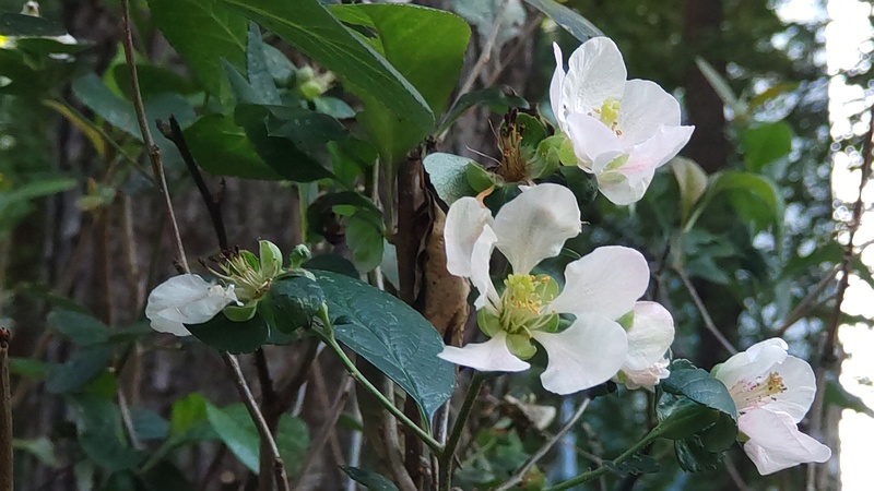 ボケの花 東京都大田区平和の森公園