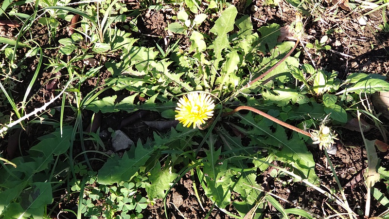 セイヨウタンポポの花と種 東京都大田区平和島公園
