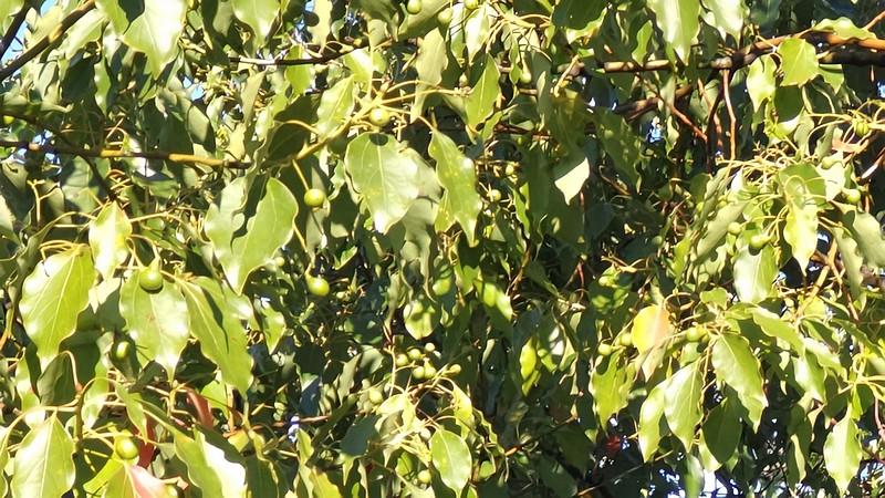 クスノキの果実 東京都大田区平和島公園