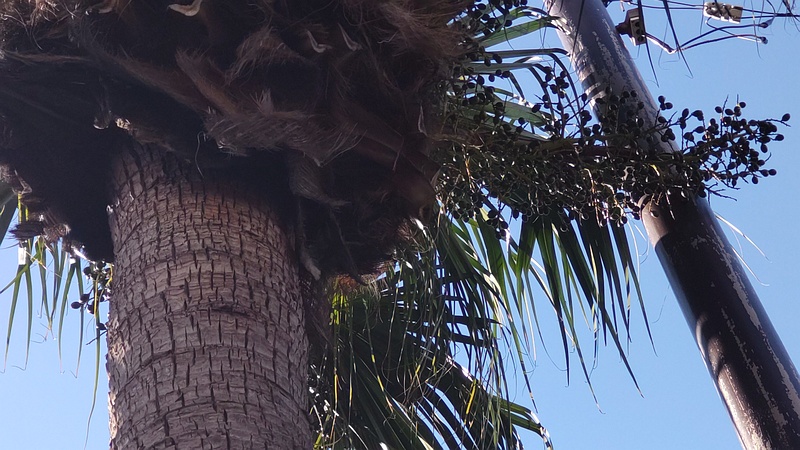 シュロの果実 東京都大田区大和大橋