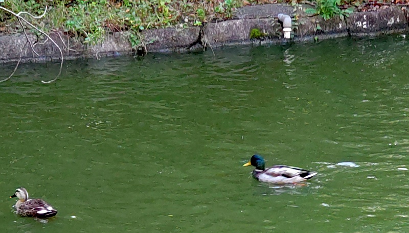 ひょうたん池のマガモ 東京都大田区平和の森公園
