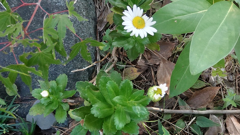 ハマギク 東京都大田区平和島公園