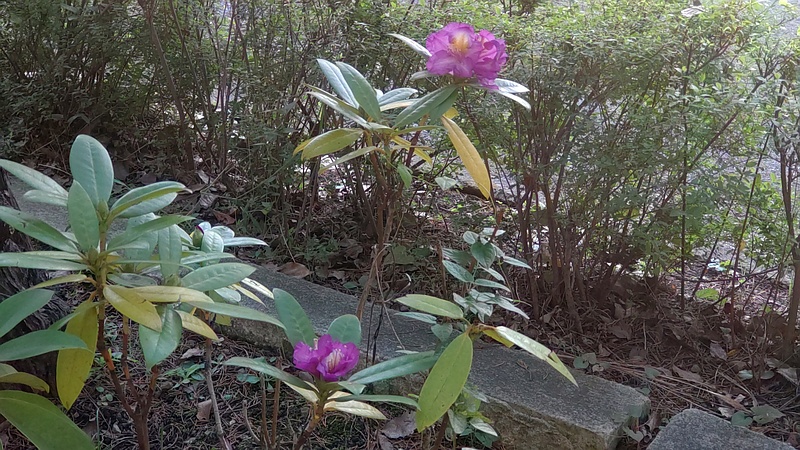 シャクナゲの花 東京都大田区平和島公園