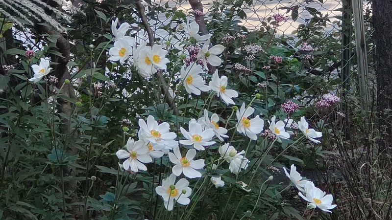シュウメイギク、フジバカマ 東京都大田区平和島公園