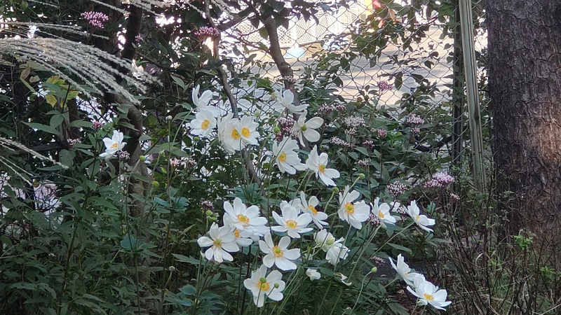 シュウメイギク、フジバカマ 東京都大田区平和島公園