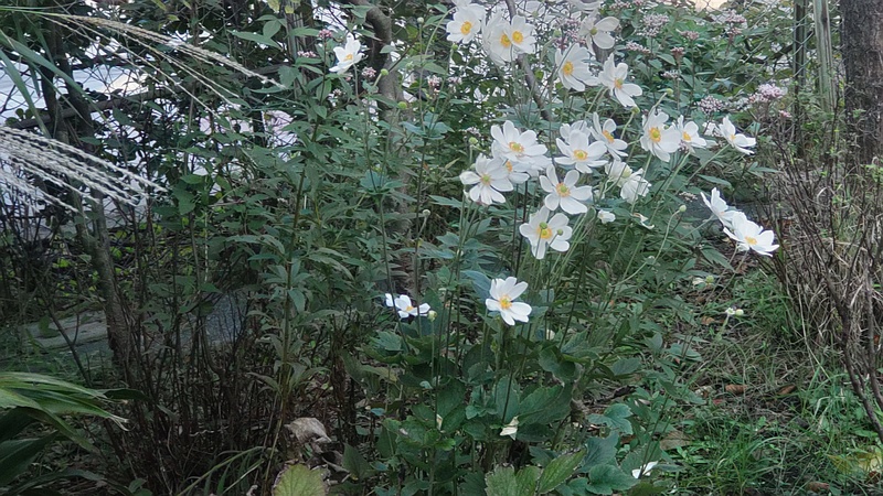 シュウメイギク、フジバカマ 東京都大田区平和島公園