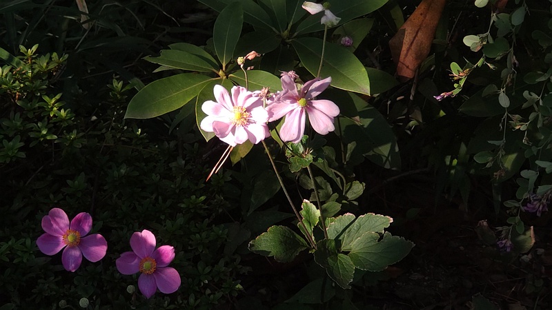 シュウメイギク 東京都大田区平和島公園