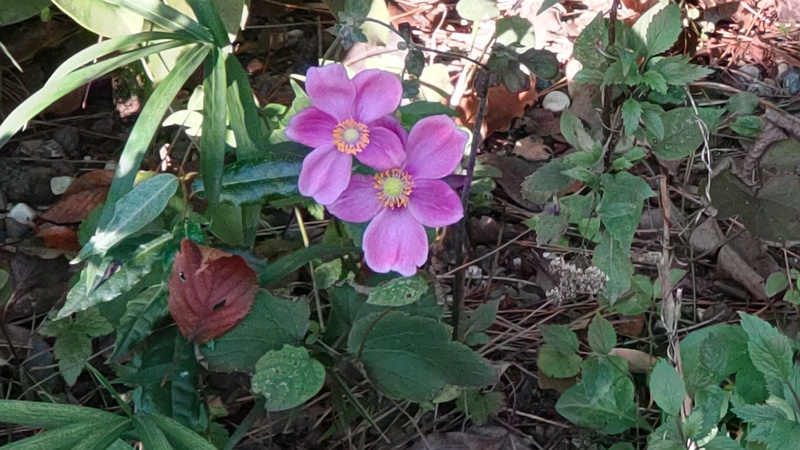 シュウメイギク 東京都大田区平和島公園