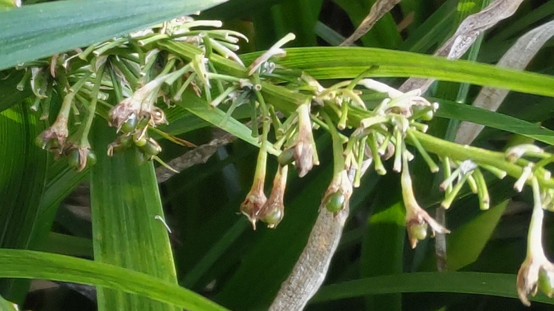 ノシランの果実 東京都大田区平和島公園