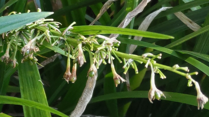 ノシランの果実 東京都大田区平和島公園