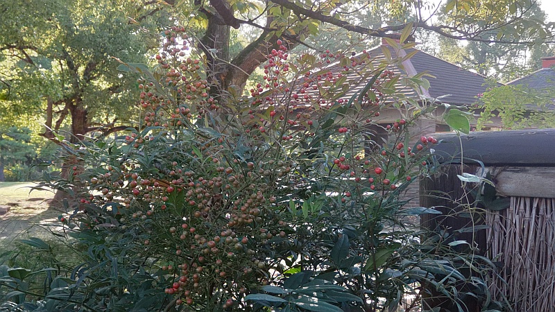 ナンテンの果実 東京都大田区平和島公園