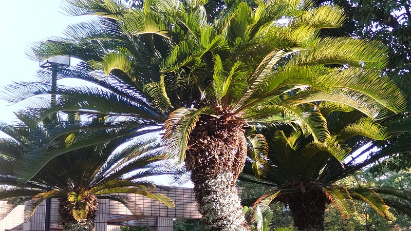 ソテツ 東京都大田区平和島公園