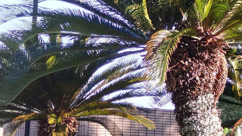 ソテツ 東京都大田区平和島公園