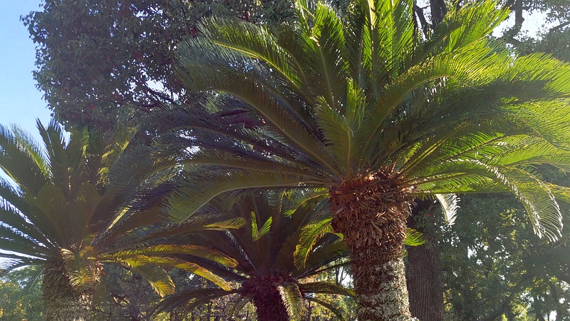 ソテツ 東京都大田区平和島公園