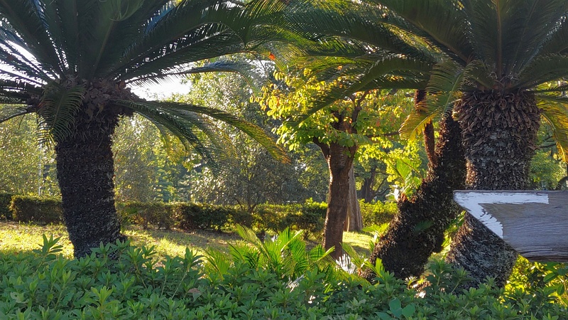 ソテツ 東京都大田区平和島公園