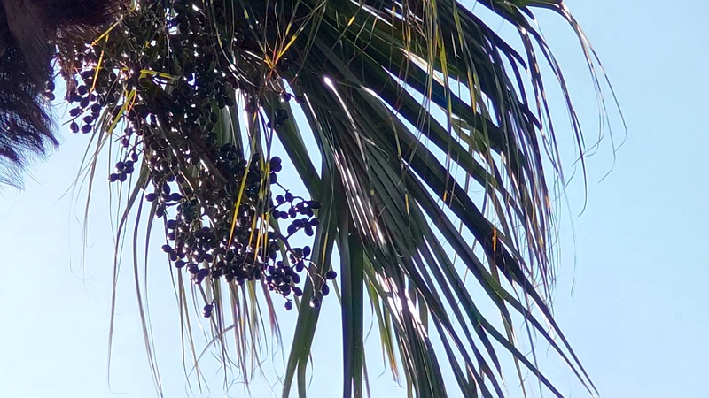 シュロの果実 東京都大田区大和大橋