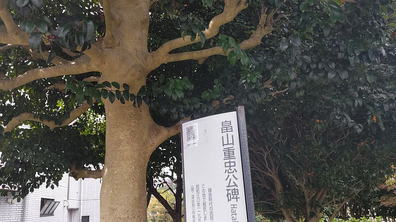 クロガネモチ 横浜市旭区鶴ヶ峰本町畠山重忠公碑