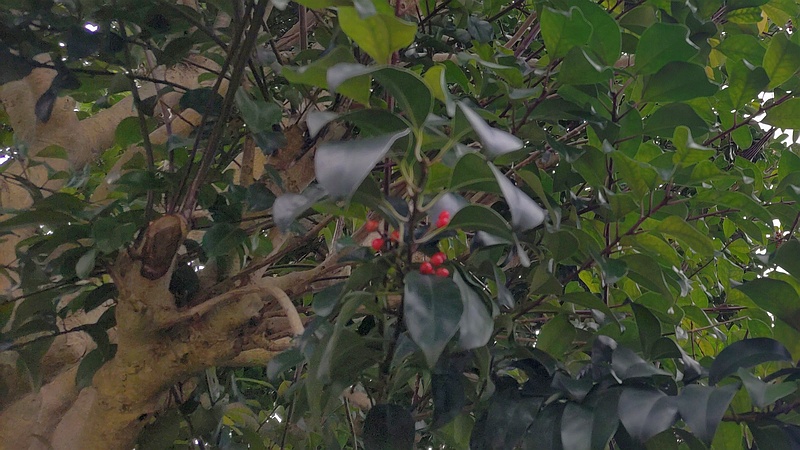 クロガネモチ 横浜市旭区鶴ヶ峰本町畠山重忠公碑