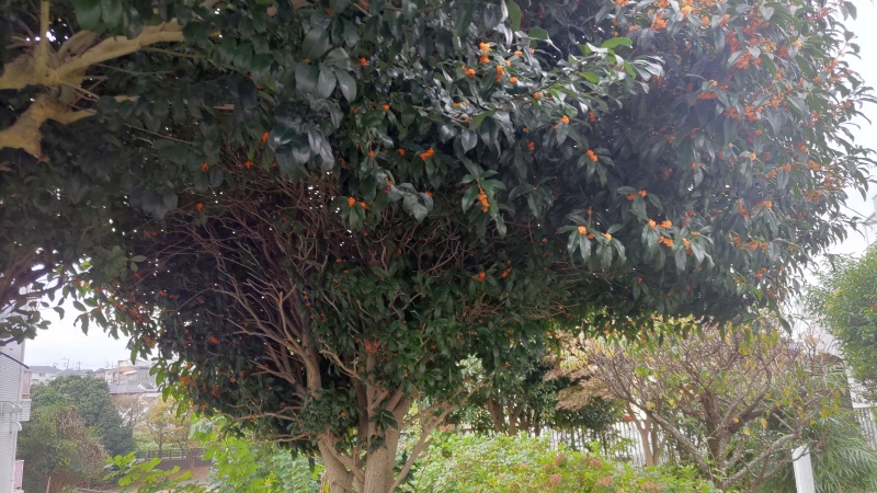 キンモクセイ 横浜市旭区鶴ヶ峰本町畠山重忠公碑