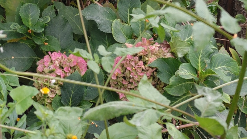 アジサイ 横浜市旭区鶴ヶ峰本町畠山重忠公碑