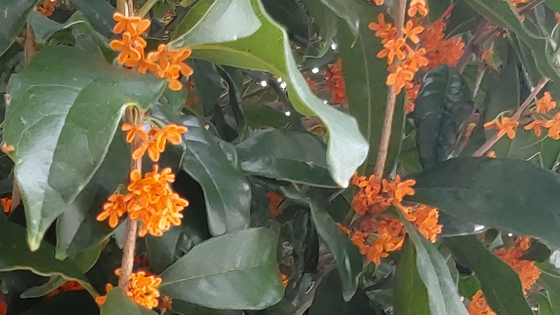 キンモクセイの花 横浜市旭区鶴ヶ峰本町畠山重忠公碑