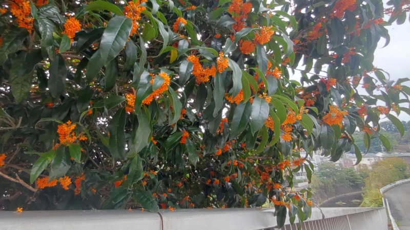 キンモクセイの花 横浜市旭区鶴ヶ峰本町畠山重忠公碑