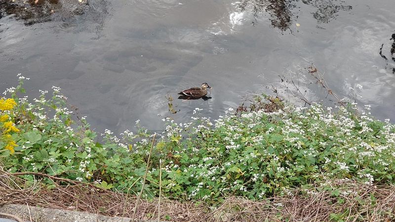 カルガモ、シャクチリソバの花、セイタカアワダチソウの花 横浜市旭区鶴ヶ峰本町