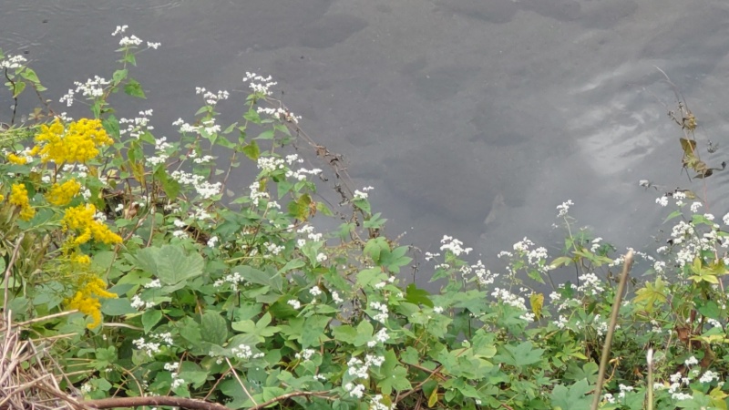 セイタカアワダチソウとシャクチリソバの花 横浜市旭区鶴ヶ峰本町
