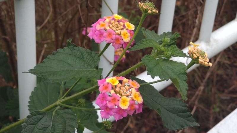 ランタナ 横浜市旭区今川町