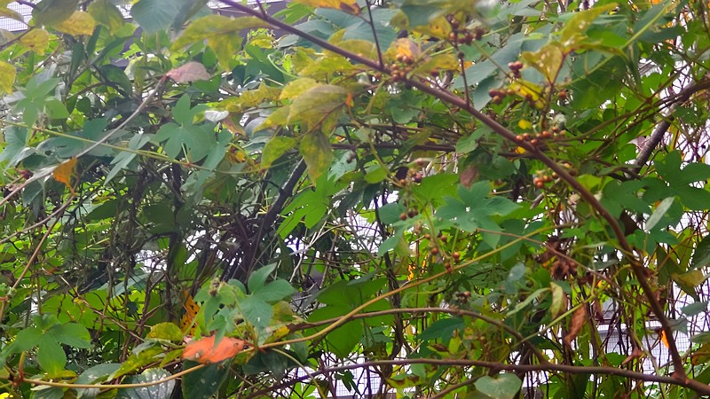 ヘクソカズラの果実とカナムグラ 横浜市旭区今川町