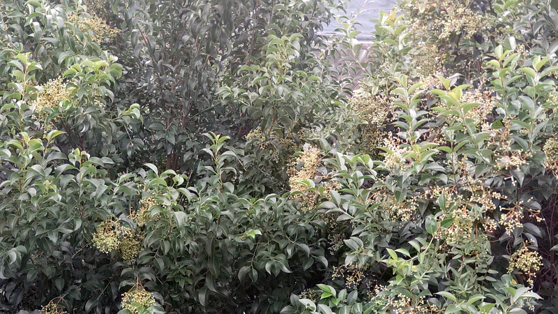 トウネズミモチの果実 横浜市旭区鶴ヶ峰本町