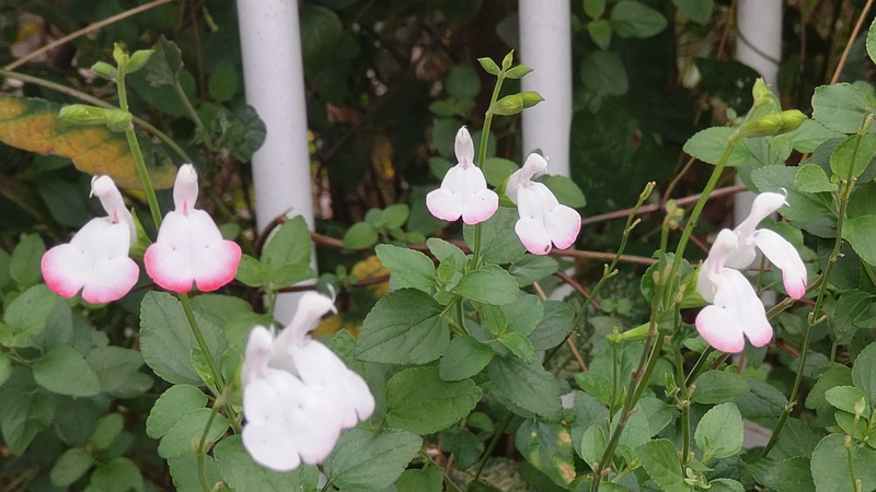 サルビア・ミクロフィラの花 横浜市旭区鶴ヶ峰本町