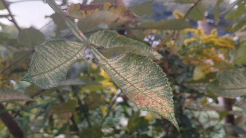 ヌルデ 横浜市旭区鶴ヶ峰本町