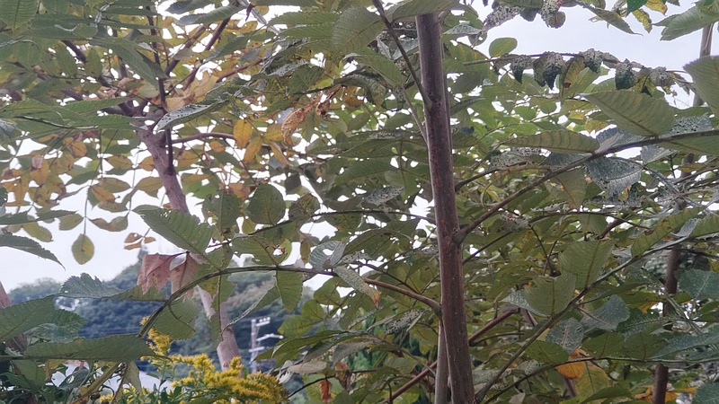 ヌルデ 横浜市旭区鶴ヶ峰本町