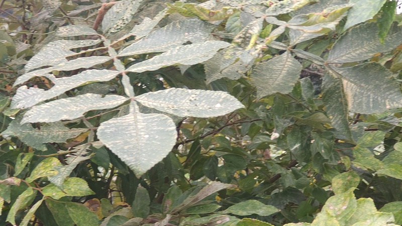 ヌルデ 横浜市旭区鶴ヶ峰本町