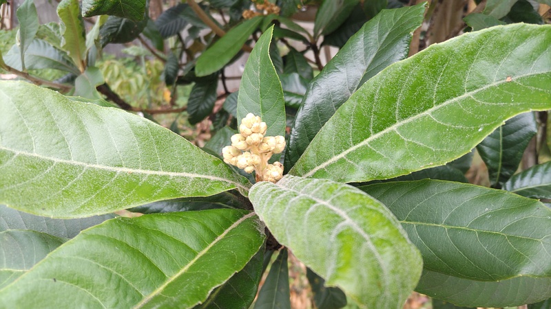ビワの蕾と花 横浜市旭区鶴ヶ峰本町