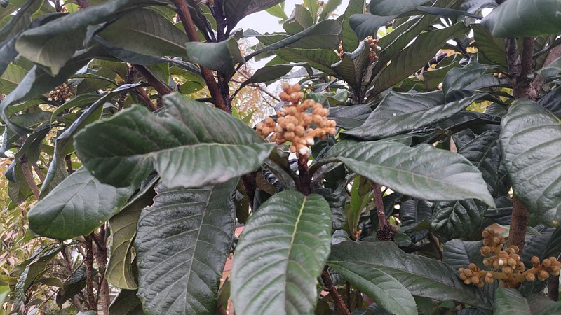 ビワの蕾と花 横浜市旭区鶴ヶ峰本町