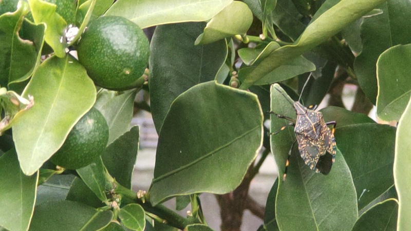 キンカンのキマダラカメムシ 横浜市旭区鶴ヶ峰本町