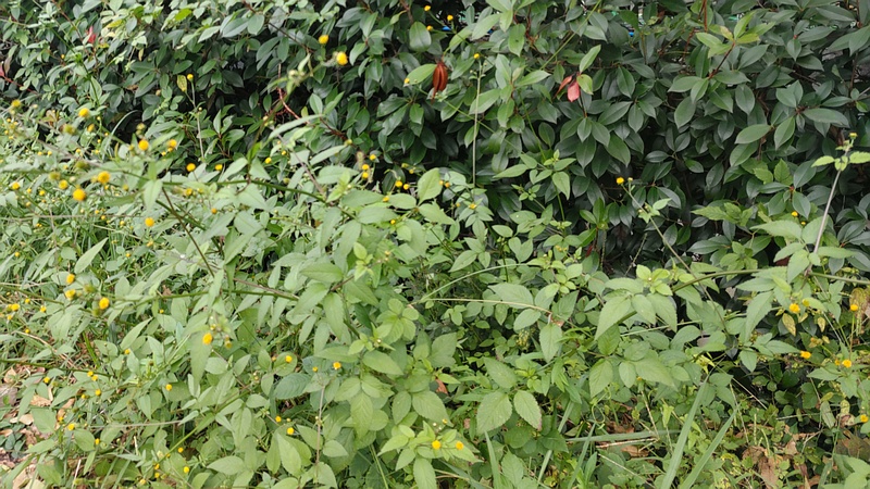 アイノコセンダングサの花と種 横浜市旭区鶴ヶ峰本町