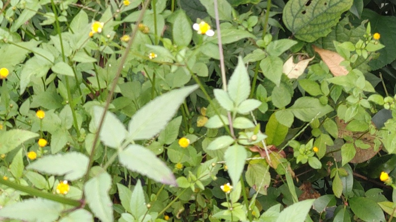 アイノコセンダングサの花と種 横浜市旭区鶴ヶ峰本町