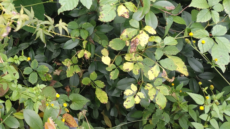 アイノコセンダングサの花と種 横浜市旭区鶴ヶ峰本町